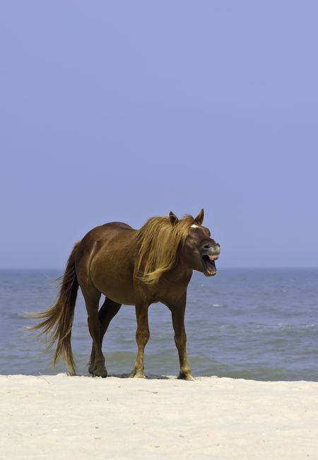 Wild horse yawning or sneezing as it stands on a breezy beach of Assateague Island, Maryland