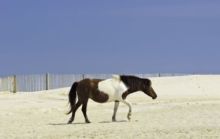Wild pinto horse crossing dune on Assateague Island, Maryland