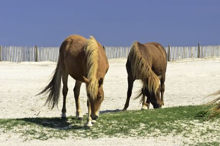 Two wild horses grazing together on Assateague Island, Maryland