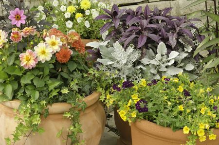 Closeup of spring garden floral arrangement in large earthenware pots