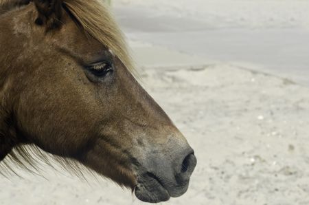 Portrait of wild horse by sand and sidewalk at Assateague Island National Seashore in eastern Maryland (shallow depth of field)