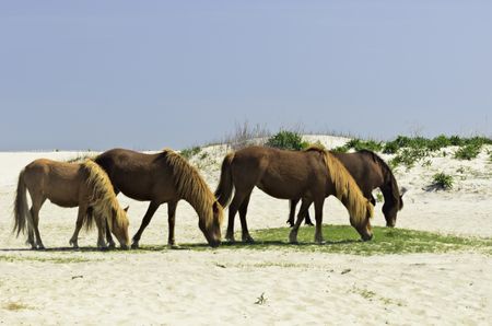 Four wild horses grazing by sand dune at Assateague Island National Seashore in eastern Maryland