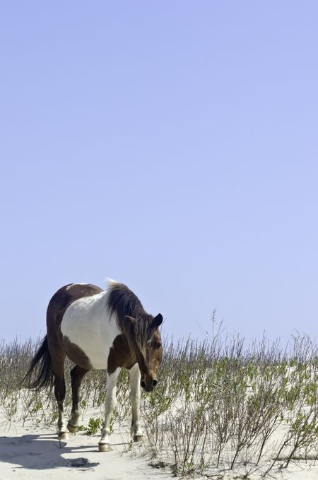 Wild pinto horse standing alone on breezy dune on Assateague Island National Seashore in eastern Maryland