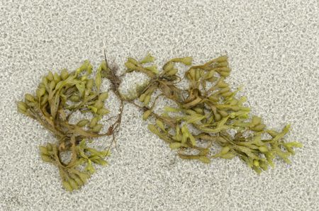 Seaweed on sandy beach