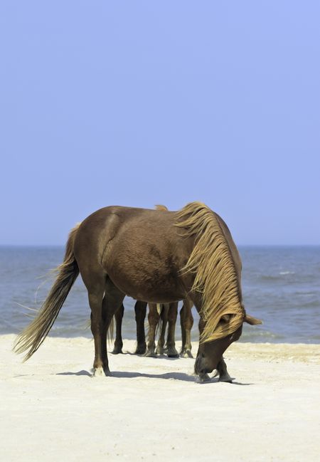 Wild horse appears to have many legs standing on beach of Assateague Island National Seashore in eastern Maryland