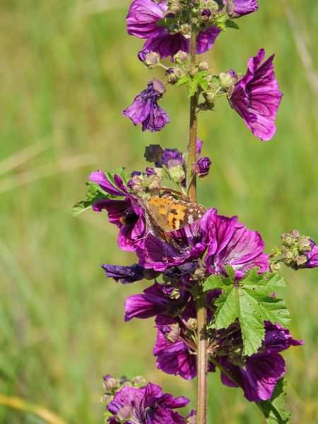 on the Island of baltrum