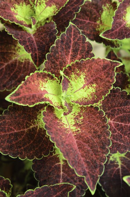 Cultivar of coleus (botanical name: Solenostemon scutellarioides) known as Dipt in Wine