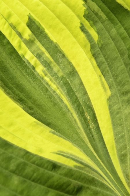Natural background: Closeup of one large leaf of hosta cultivar called Earth Angel (botanical name: Hosta) in spring garden