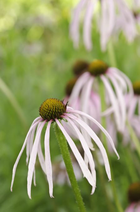 Pale purple coneflower (botanical name: Echinacea pallida), a prairie and woodland perennial native to south central United States, growing in Wisconsin garden in mid June (shallow depth of field)