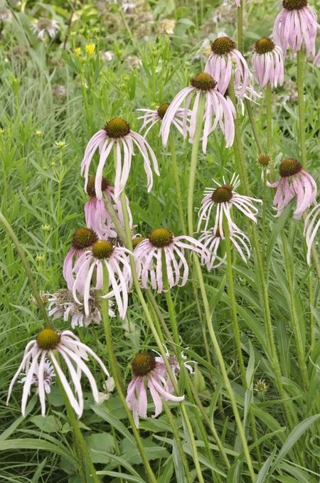 Pale purple coneflowers (botanical name: Echinacea pallida) growing together in mid June