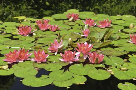 Water lilies (unknown cultivar) with pink and white flowers floating on dark pond