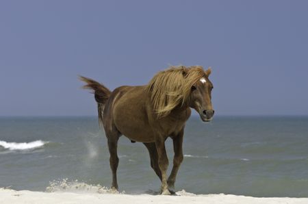 Wild stallion kicking sand on breezy beach of Assateague Island, Maryland