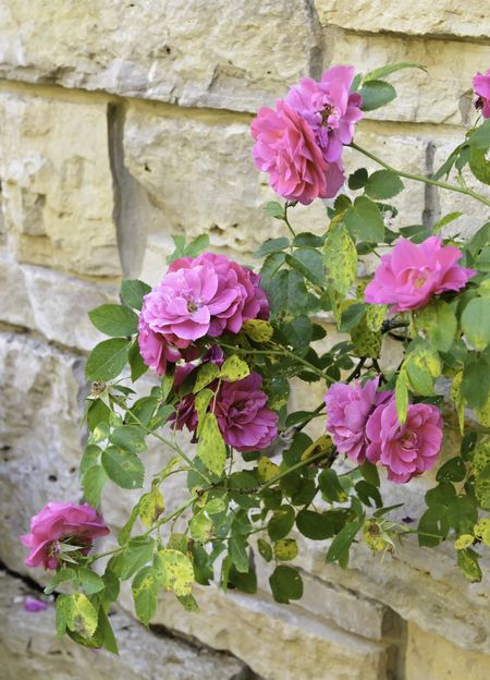 Hybrid pink roses (botanical name: Rosa x kordesii "John Cabot"), named after Canadian explorer John Cabot, on shrub by stone wall in garden (focus on brightest bloom)