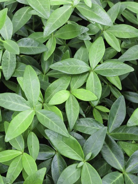 Purple-flowered common periwinkle (botanical name: Vinca minor 'Atropurpurea'), without flowers, early summer in northern Illinois