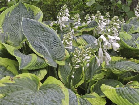 Siebold's hosta (botanical name: Hosta sieboldiana 'mira'), early summer in northern Illinois