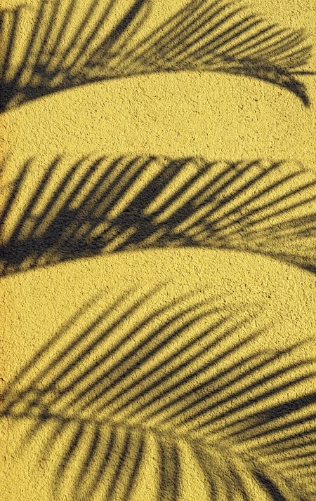 Shadows of tropical palm on stucco wall at sunset, Big Island of Hawaii