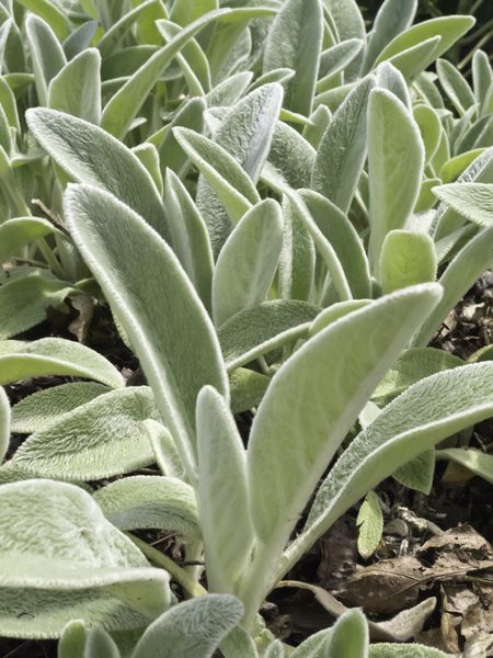 Lamb's ear (botanical name: Stachys byzantina), an ornamental plant native to Armenia, Turkey, and Iran, often grown for children's gardens and as ground cover