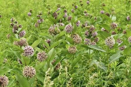 Common milkweed (botanical name: Asclepias syriaca), also known as butterfly flower and silkweed, growing abundantly in prairie, summer in northern Illinois.