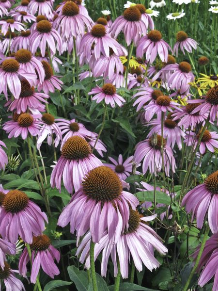 Summer at a glance: Abundance of pale purple coneflowers (botanical name: Echinacea pallida) in garden, July in northern Illinois (foreground focus)