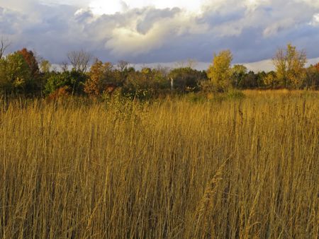 Autumn landscape: Prairie restoration near sunset, northern Illinois