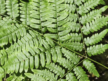 Pattern of leaves on fern in woods