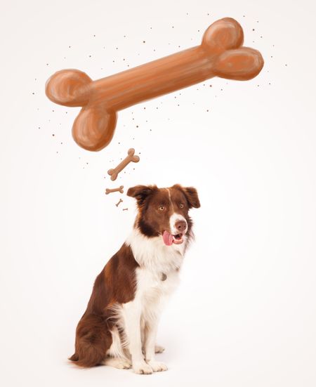 Cute brown and white border collie sitting and dreaming about a bone above his head