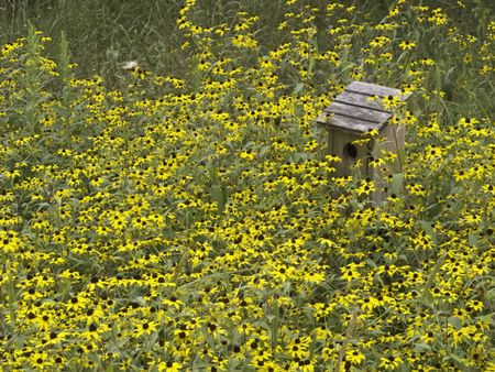 Birdhouse among black-eyed Susans (botanical name: Rudbeckia hirta) in nature preserve , August in northern Illinois