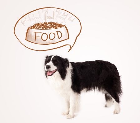 Cute black and white border collie thinking about a bowl of food in a thought bubble above her head