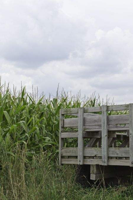 Readiness on the farm: Rear of empty wooden trailer parked beside field of corn yet to be harvested, August in northern Illinois (copy space in cloudy sky)