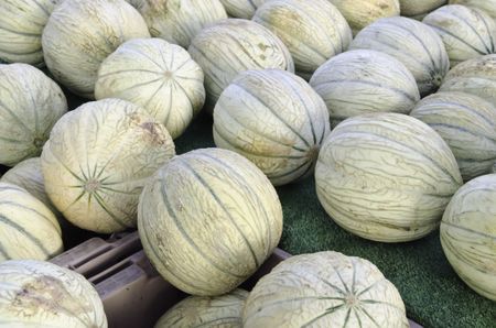 Charentais melons, also known as French cantaloupes, at farmer's market