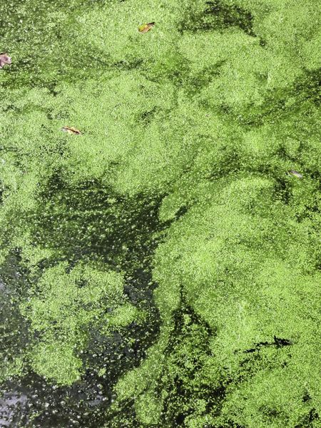 Nature abstract: Green algae covering much of river surface late in summer, northern Illinois
