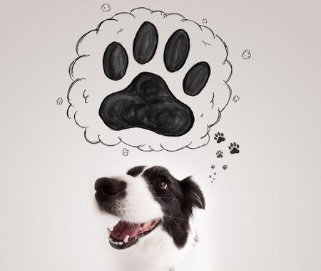 Cute black and white border collie thinking about a paw in a thought bubble above her head