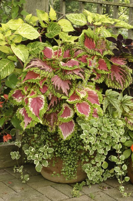 Harmony in ornamental garden: Arrangement of coleus and other potted plants late in summer, northern Illinois