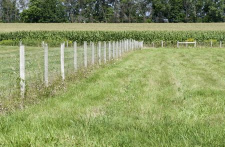 Sightlines on Midwestern farm maintained for public education: Wire fence between grassy fields or pasture extending to fence alongside a corn field before windbreak of trees