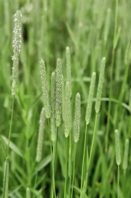 Closeup of timothy grass (binomial name: Phleum pratense), a member of the grass family, growing in Illinois prairie, early July (shallow depth of field)