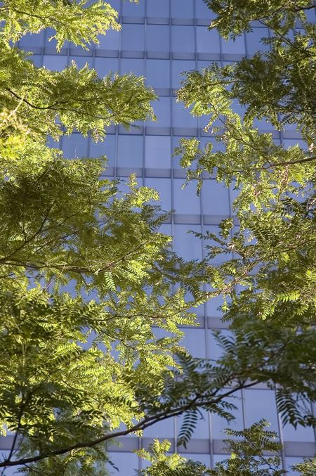 Sunlit branches in foreground with office building beyond