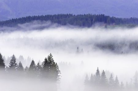 Concept of partial visibility: Thick morning fog across wooded valley along U.S. 26 west of Portland, Oregon