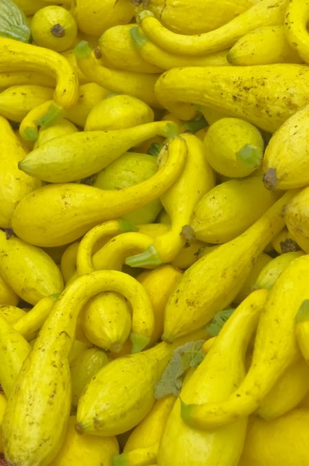 Crookneck squash (botanical name: Cucurbita pepo; species: Yellow crookneck) at a farmer's market