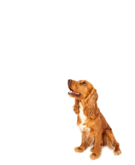 Cute brown cocker spaniel with empty space