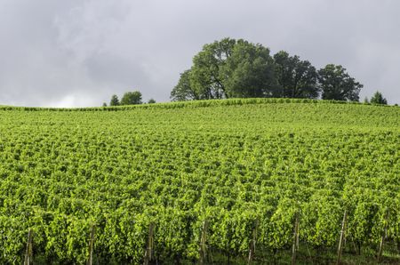 Vineyard bright green under gray rain clouds: Break in afternoon rain illuminates Willamette Valley wine country in northern Oregon, USA