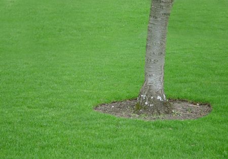 Tree on a grass field