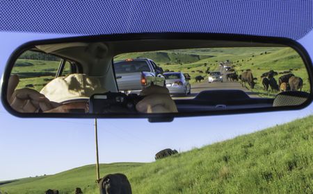 Buffalo crossing road ahead and in rear-view mirror bring tourist traffic to a standstill along road in Custer State Park, South Dakota, USA,  on a summer evening