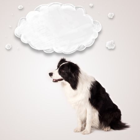 Cute black and white border collie with empty cloud above her head