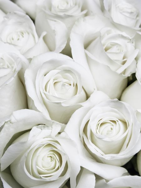 Bouquet of small white roses shortly before they open into full bloom