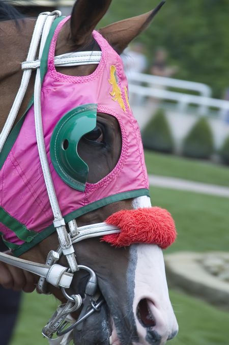 Racehorse with blinders before a race