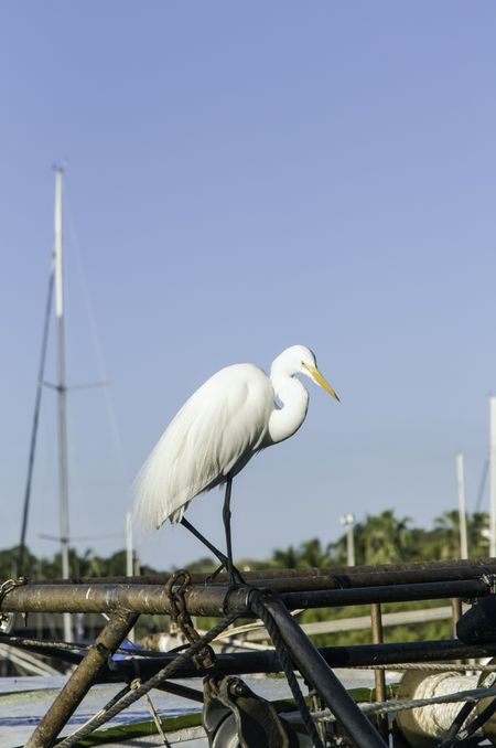 Environmental portrait of egret on fishing boat in Miami marina