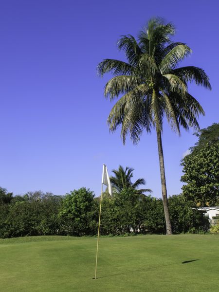 Tall coconut palm tree at edge of golf green in Florida
