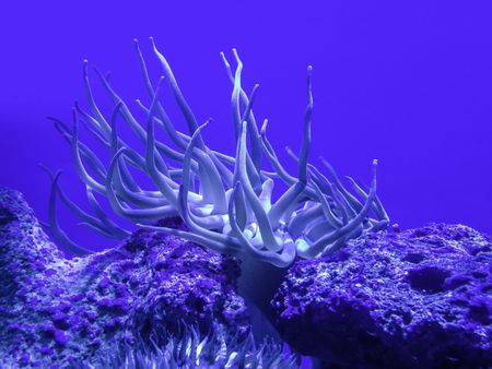 Sea anemone on coral in aquarium