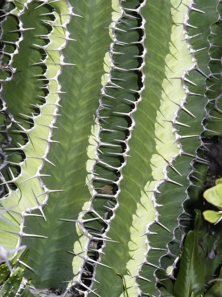 Pattern of self-defense: Closeup of tall cactus in tropical garden
