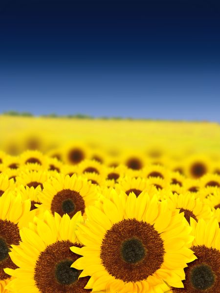 beautiful sunflowers in a sunny day with a beautiful blue sky in the background
